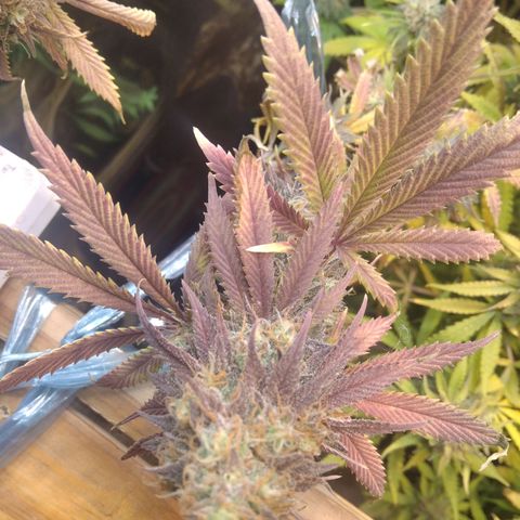 Runtz growlog timeline photo