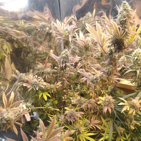 Runtz growlog timeline photo