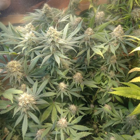 Hawaiann Snow growlog timeline photo