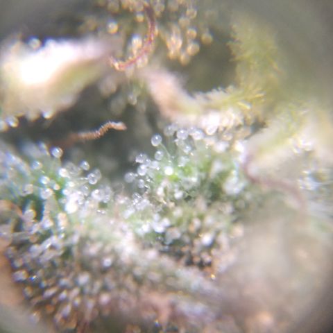 Runtz growlog timeline photo