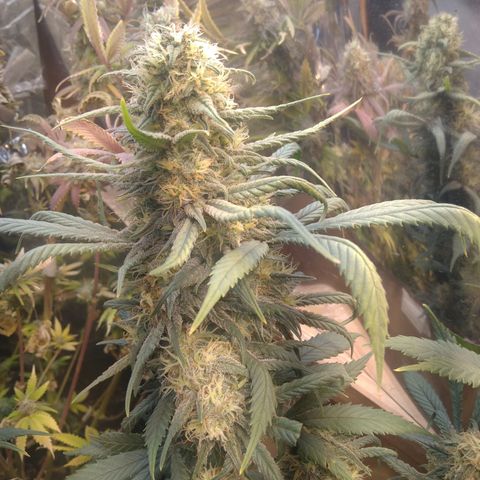 Hawaiann Snow growlog timeline photo