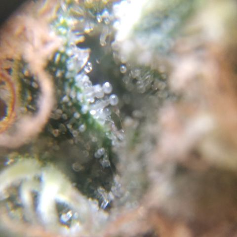 Orange Cake  #1 growlog timeline photo