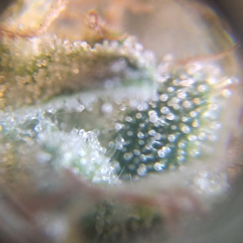 Runtz growlog timeline photo