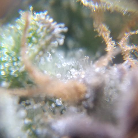Orange Cake  #1 growlog timeline photo
