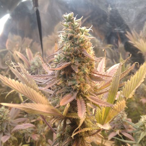 Runtz growlog timeline photo