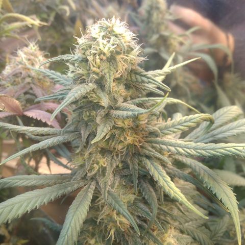 Hawaiann Snow growlog timeline photo