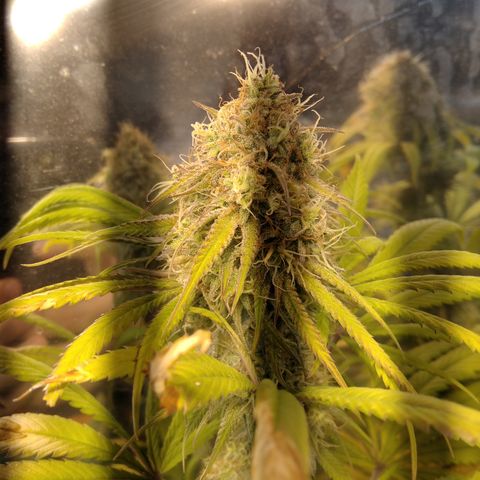 Orange Cake  #1 growlog timeline photo