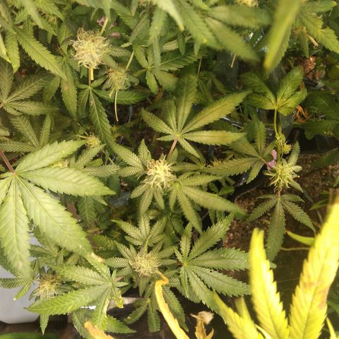 Ghost OG  growlog timeline photo