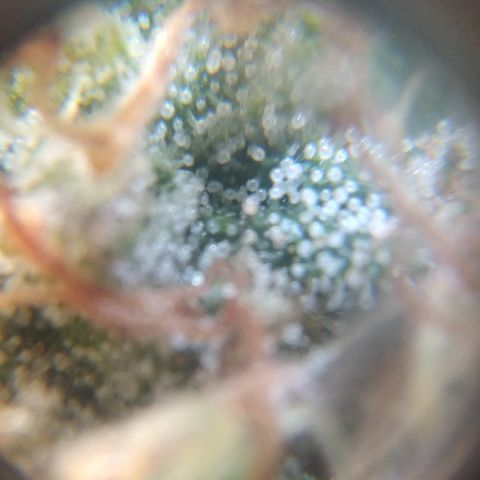 Runtz growlog timeline photo