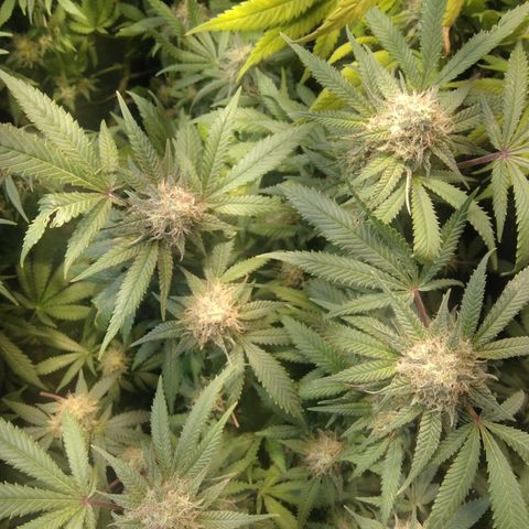 Ghost OG  growlog timeline photo