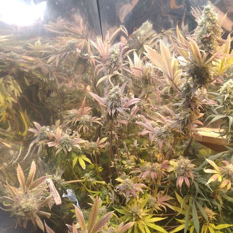 Runtz growlog timeline photo