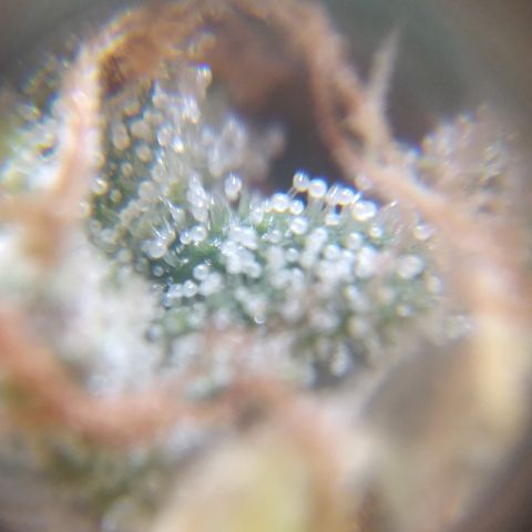 Runtz growlog timeline photo