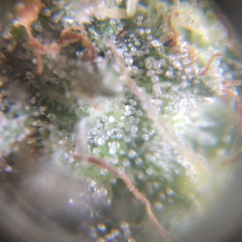 Runtz growlog timeline photo