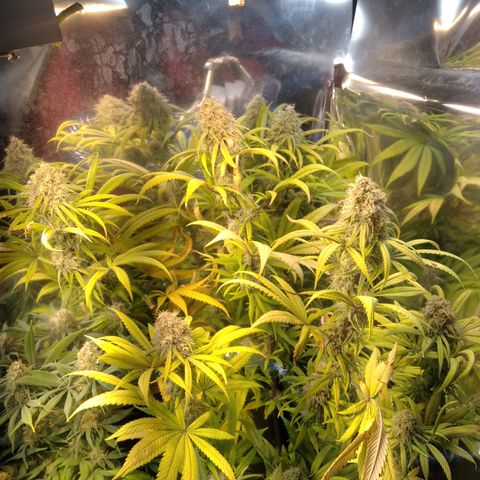 Orange Cake  #1 growlog timeline photo