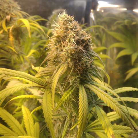 Orange Cake  #1 growlog timeline photo