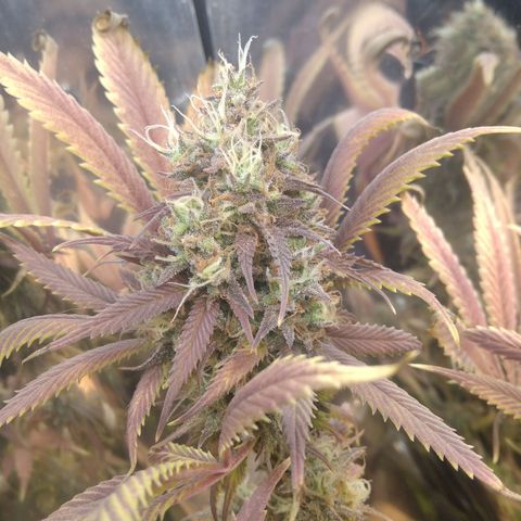 Runtz growlog timeline photo