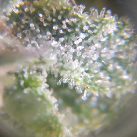 Runtz growlog timeline photo