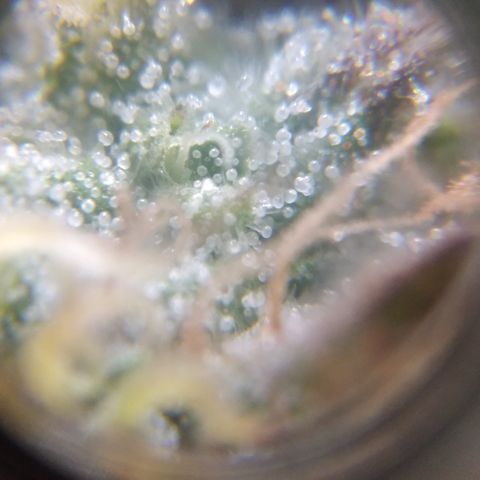 Runtz growlog timeline photo
