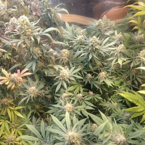 Hawaiann Snow growlog timeline photo