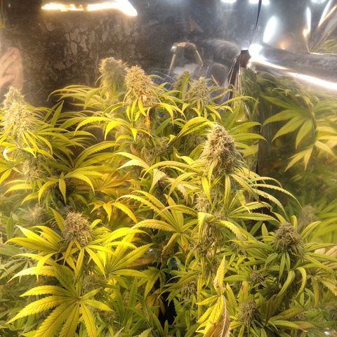 Orange Cake  #1 growlog timeline photo