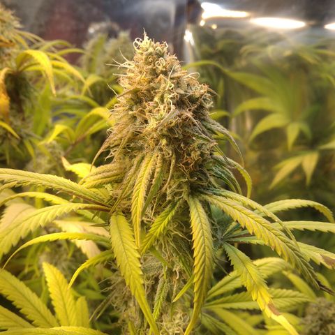 Orange Cake  #1 growlog timeline photo