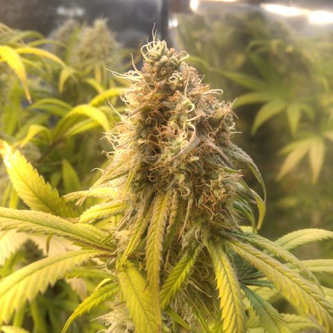 Orange Cake  #1 growlog timeline photo