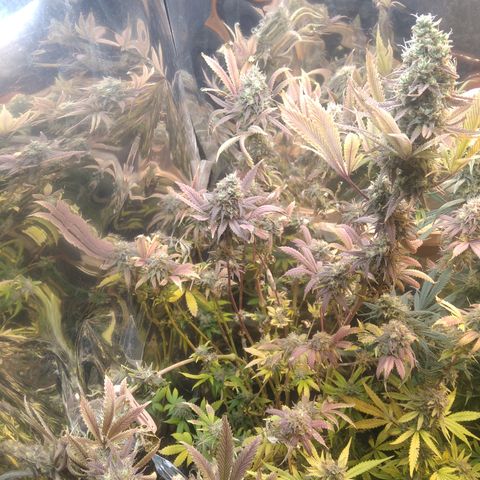Runtz growlog timeline photo