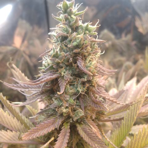 Runtz growlog timeline photo