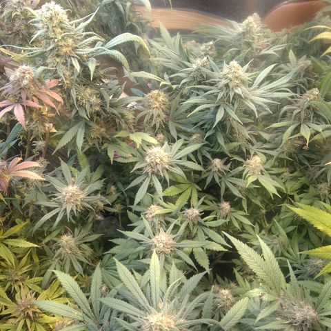 Hawaiann Snow growlog timeline photo