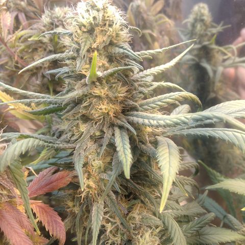 Hawaiann Snow growlog timeline photo
