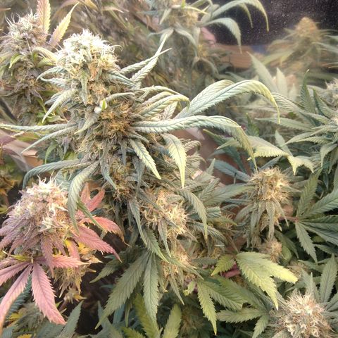 Hawaiann Snow growlog timeline photo