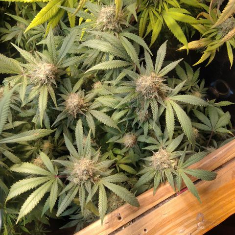 Ghost OG  growlog timeline photo
