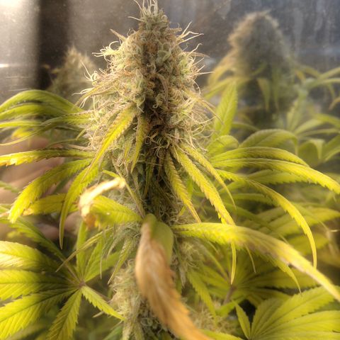 Orange Cake  #1 growlog timeline photo