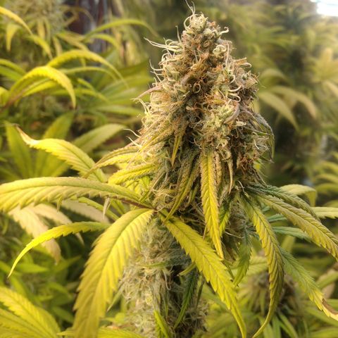 Orange Cake  #1 growlog timeline photo