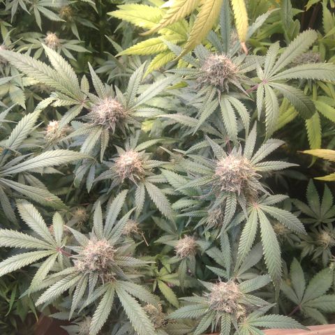 Ghost OG  growlog timeline photo