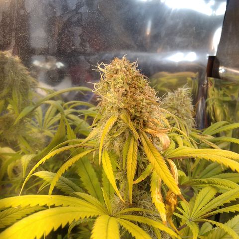 Orange Cake  #1 growlog timeline photo