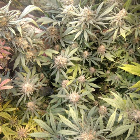 Hawaiann Snow growlog timeline photo
