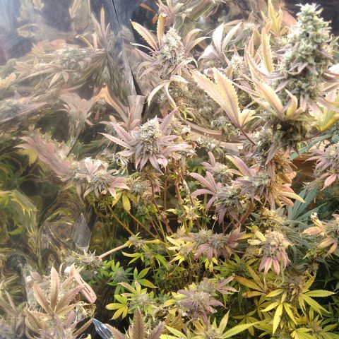 Runtz growlog timeline photo