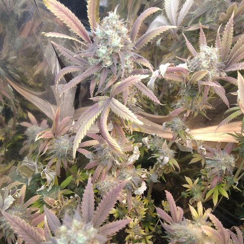 Runtz growlog timeline photo