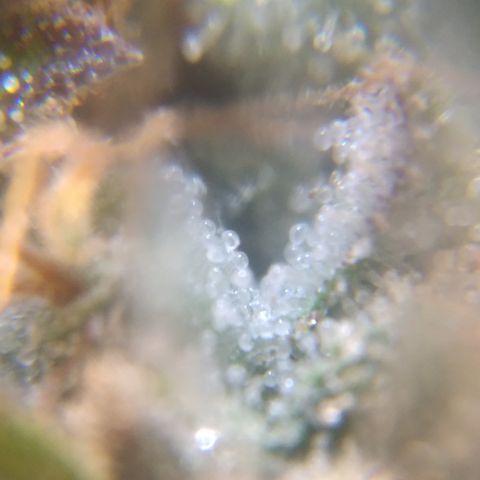 Orange Cake  #1 growlog timeline photo
