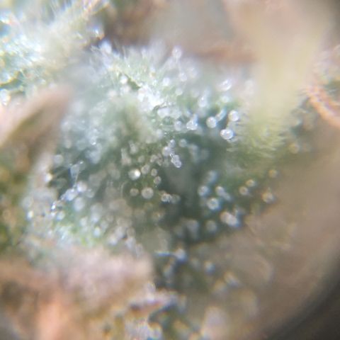 Orange Cake  #1 growlog timeline photo