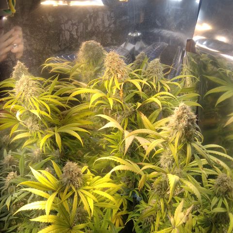 Orange Cake  #1 growlog timeline photo