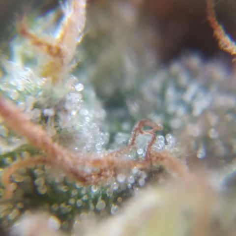 Orange Cake  #1 growlog timeline photo