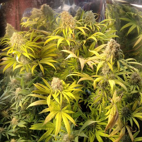 Orange Cake  #1 growlog timeline photo