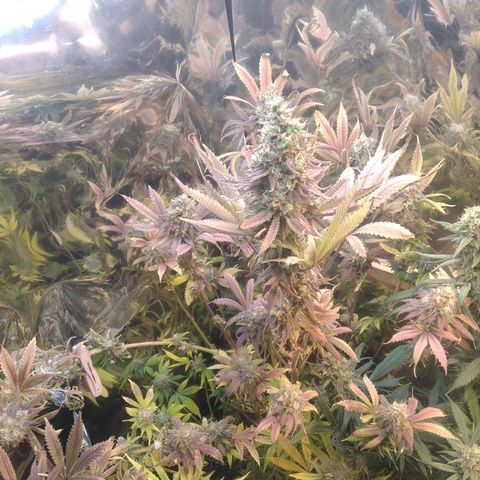 Runtz growlog timeline photo