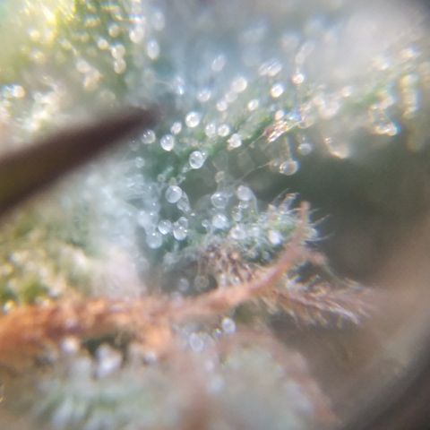 Orange Cake  #1 growlog timeline photo