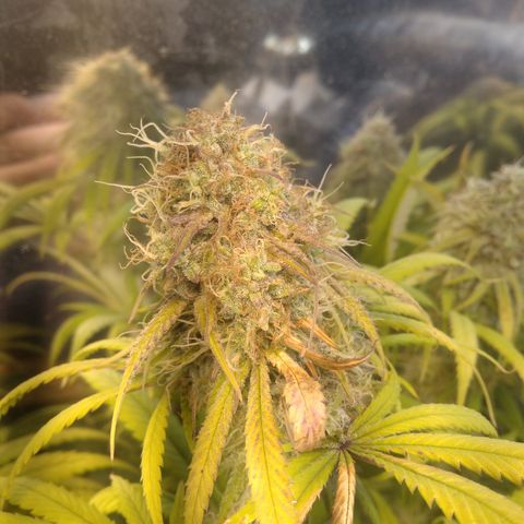 Orange Cake  #1 growlog timeline photo