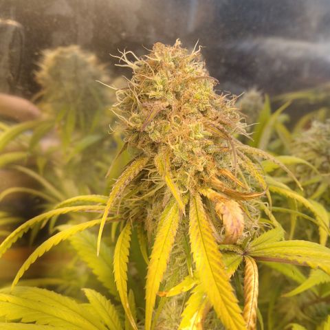 Orange Cake  #1 growlog timeline photo