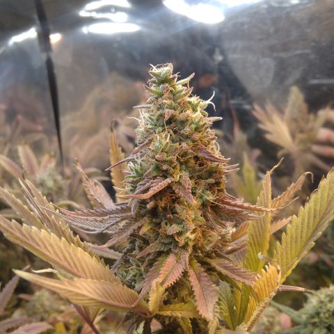 Runtz growlog timeline photo
