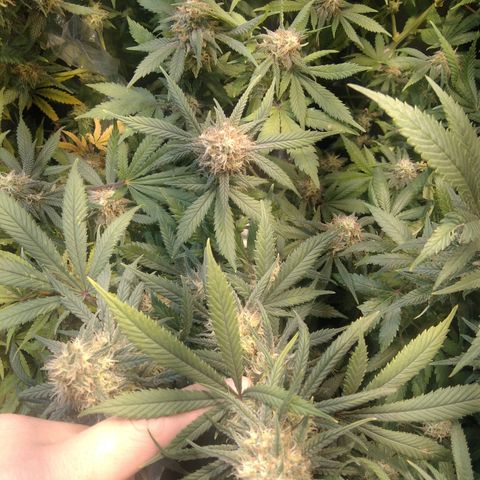 Hawaiann Snow growlog timeline photo
